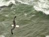 seagul & sea